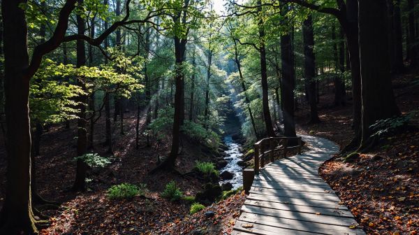 Top 5 sentiers familiaux à explorer en forêt noire